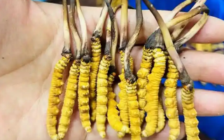 鮮冬蟲夏草可以泡開水嗎？科學(xué)沖泡方法與營養(yǎng)保留指南