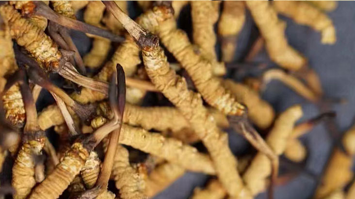 野生<a href=http://www.xdo2o.com/jiage/ target=_blank class=infotextkey>冬蟲夏草多少錢</a>一斤 