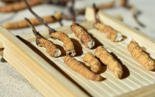 斷的冬蟲夏草一克啥價(jià)？2025 年實(shí)用行情嘮明白