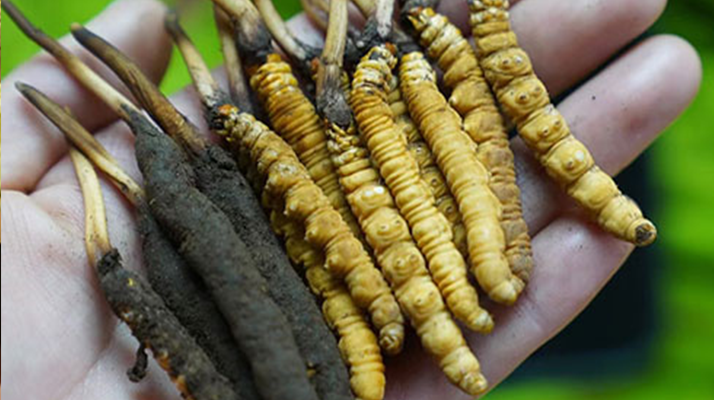 草原上的黃金晾曬術(shù) 