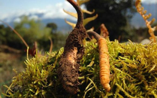 野生冬蟲夏草長什么樣？我跟你嘮嘮