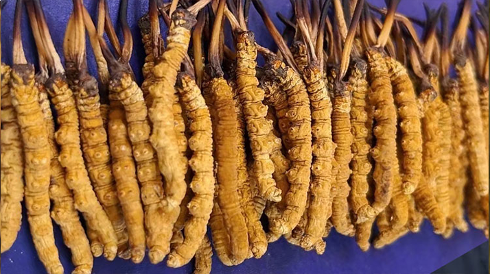 挖了三十年蟲草，這些采摘的苦，沒經(jīng)歷過的人真不懂