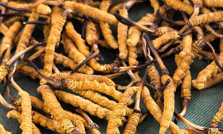 燉了二十年蟲草湯，這口感我太熟了，跟你細(xì)細(xì)說