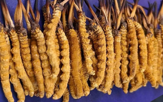 挖了三十年蟲草，這些采摘的苦，沒經(jīng)歷過的人真不懂