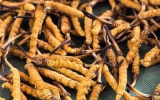 燉了二十年蟲草湯，這口感我太熟了，跟你細(xì)細(xì)說