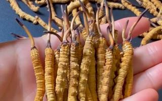 深耕蟲草 15 年：2025 年行情揭秘，高價背后藏著這些門道