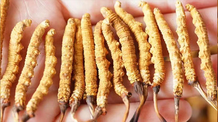 冬蟲夏草最佳購買時間：選對時機，兼顧品質(zhì)與性價比