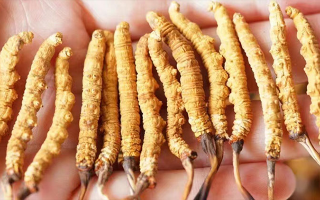 冬蟲夏草最佳購買時間：選對時機，兼顧品質(zhì)與性價比