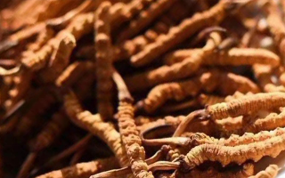 冬蟲夏草采后保存指南：鎖住營養(yǎng)，延長鮮度?