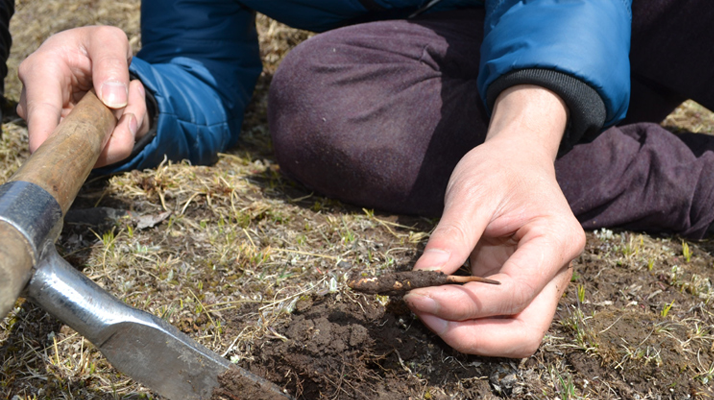  那曲冬蟲夏草的市場供需與季節(jié)周期是如何影響其交易價格的？