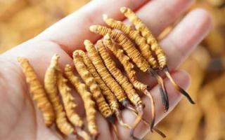 東強堂科普：3克冬蟲夏草是幾根？那曲源頭品牌教你精準換算