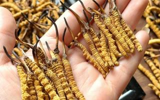 東強堂科普：雪山冬蟲夏草無“葉”！那曲珍品的草頭形態(tài)藏著品質密碼