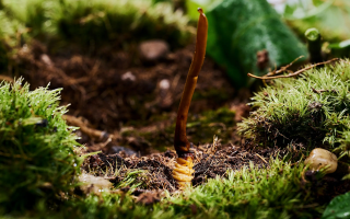  冬蟲夏草的市場(chǎng)價(jià)格受哪些因素影響？