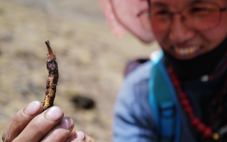  冬蟲夏草的產(chǎn)地溯源方法有哪些？