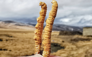  冬蟲夏草的價(jià)值鑒定方法有哪些？