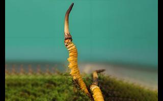  雪山冬蟲夏草的生長周期是多久？