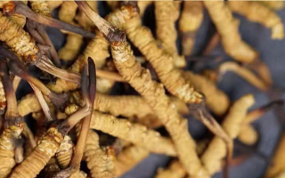 告別定價(jià)混亂！東強(qiáng)堂那曲冬蟲夏草統(tǒng)一價(jià)格表，讓滋補(bǔ)消費(fèi)明明白白