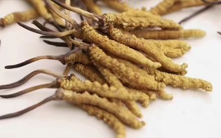 冬蟲夏草多少錢一斤？東強(qiáng)堂揭秘那曲源頭斤價(jià)體系，告別消費(fèi)迷霧